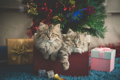Portrait of cats in box against christmas decoration