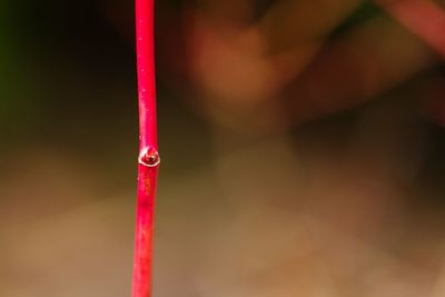 Close-up of water drops on rope at playground
