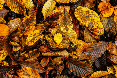 Full frame shot of autumn leaves