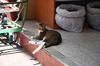 Portrait of cat sitting on floor