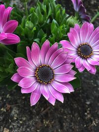 High angle view of pink flower