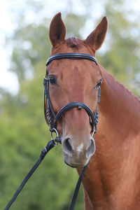 Close-up of a horse