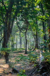 Trees growing in forest