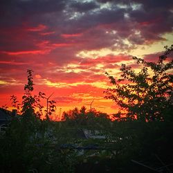 Silhouette trees against dramatic sky during sunset