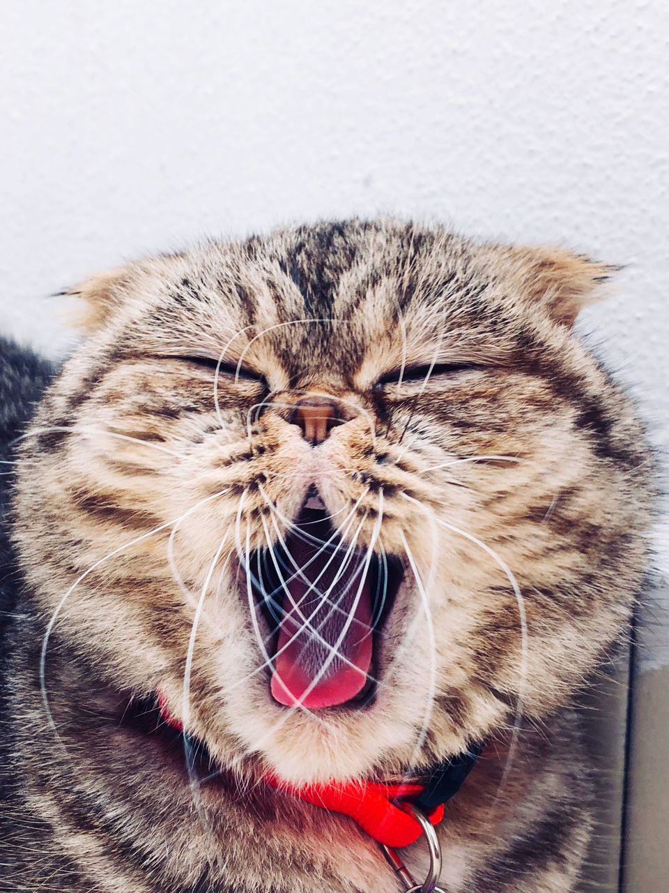 CLOSE-UP OF A CAT WITH EYES CLOSED