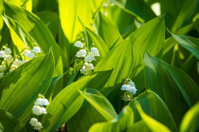 Close-up of white flowering plant