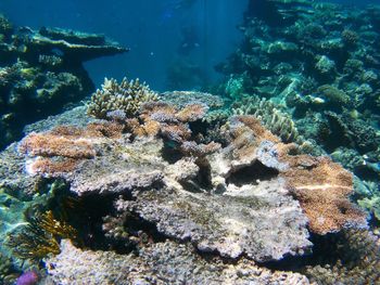 Close-up of coral undersea