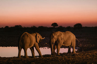 View of elephant standing on field against sky during sunset