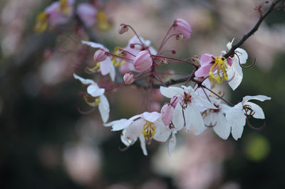 Close-up of cherry blossoms in spring