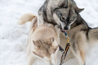 Dogs playing on snow covered land