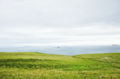 Scenic view of grassy field against sky
