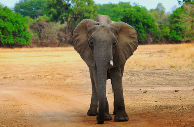 Elephant standing on a land
