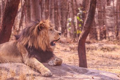 Side view of male lion on rock