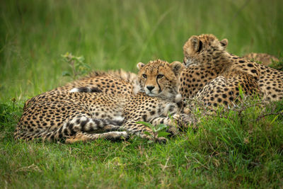 Cheetah cub lies beside mother on grass