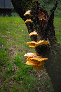 Close-up of mushroom growing on tree trunk