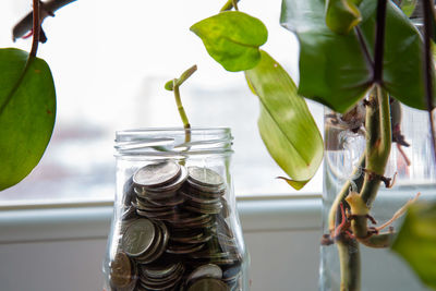 Close-up of glass jar on plant