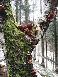 Close-up of plants against trees