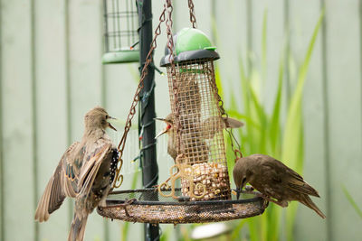 Bird on feeder