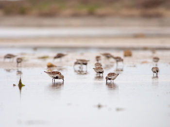 Dunlins - calidris alpina in camargue