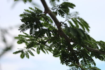 Low angle view of tree against sky