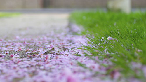 Close-up of plant growing on field