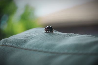 Close-up of ladybug on leaf