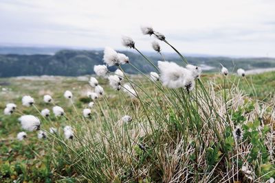 White flowers in field by vidden hiking trail