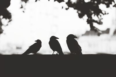 Silhouette birds perching on tree against sky