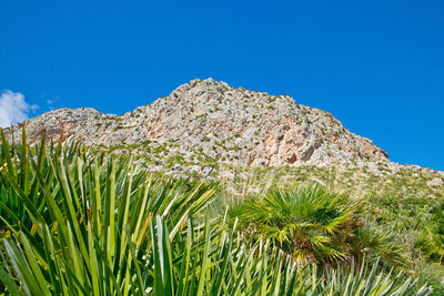 Low angle view of plants against clear blue sky