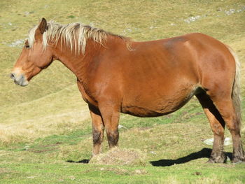 Horse standing in a field