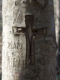 Close-up of tree trunk