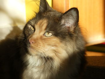 Close-up of cat looking away at home