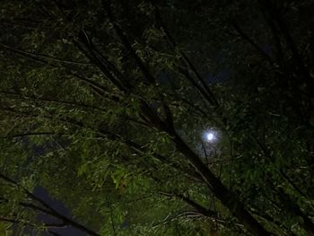 Low angle view of illuminated tree at night