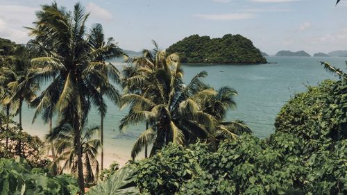 Palm trees by sea against sky