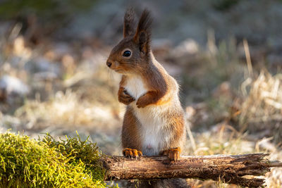 Close up on a cute little squirrel standing on a mossy branch in the morning light.