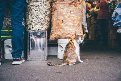 Portrait of cat sitting by food on street