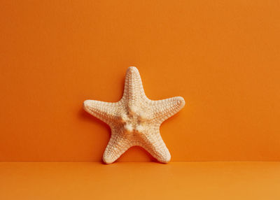 Close up of animal skull against orange background