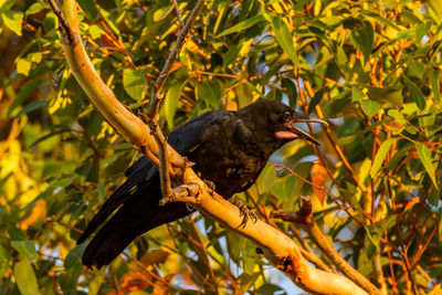 Bird perching on a tree