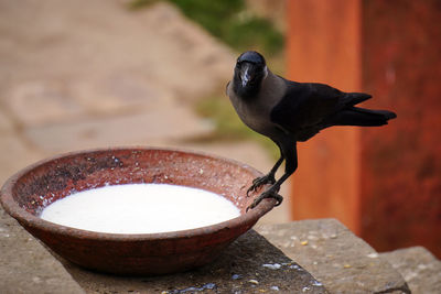 A black crow  standing on a bowl of milk. delhi. in india, feeding the birds is a good karma