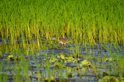 View of birds in lake