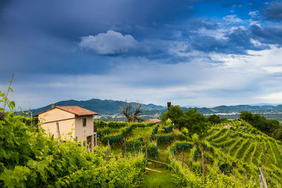 Plants growing on field by buildings against sky