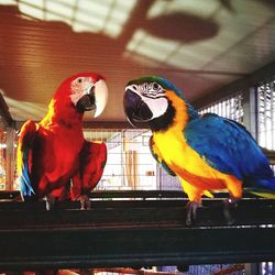 Close-up of a bird