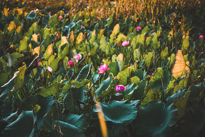 Close-up of purple flowering plants on land