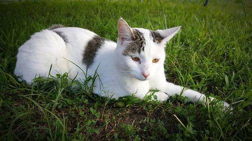 White cat lying on grass