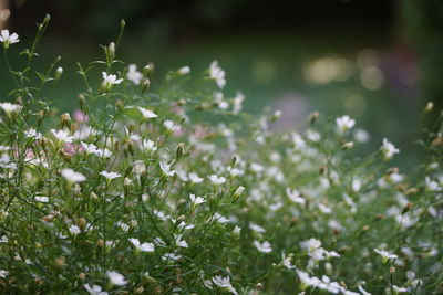 Flowers blooming outdoors