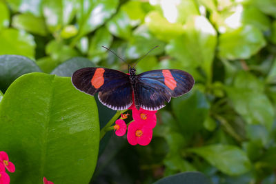 Close-up of butterfly pollinating on pink flower