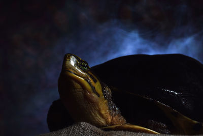 Close-up of tortoise on sack
