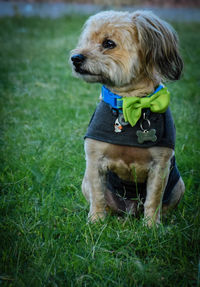 Dog relaxing on grassy field