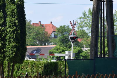 Trees with buildings in background