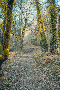 View of trees in forest during autumn